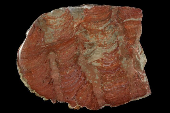 Polished Stromatolite (Inzeria) Slab - Million Years #129181